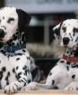 102 dalmatíncov