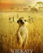 Surikaty (slimbox) CO