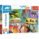 Hračka - Puzzle 200 Discovery Animal Planet
