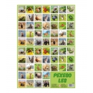 Hračka - Pexeso zvířatka z lesa -  24,5 x 34,5 cm